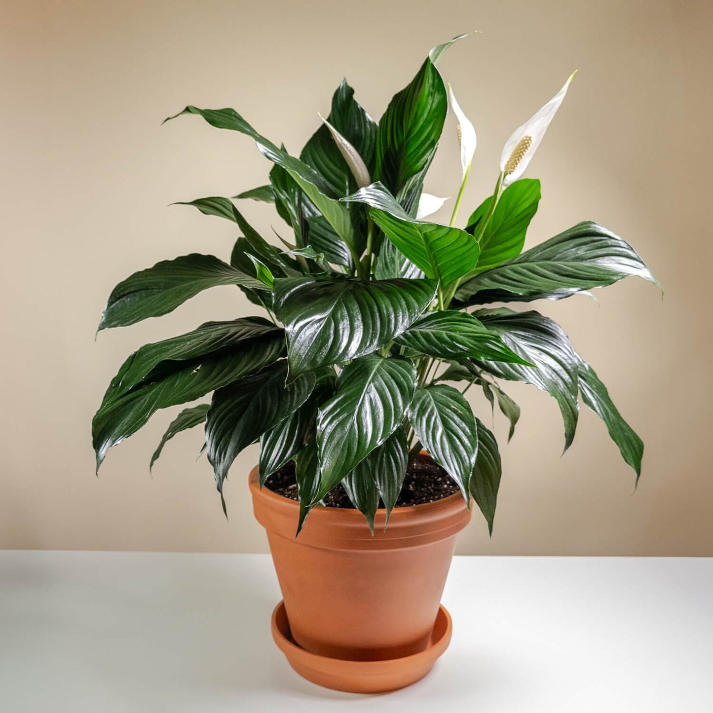 The Simply Elegant Spathiphyllum by TF features glossy green leaves and a single white bloom, presented in an 8" pot on a white surface against a neutral background.