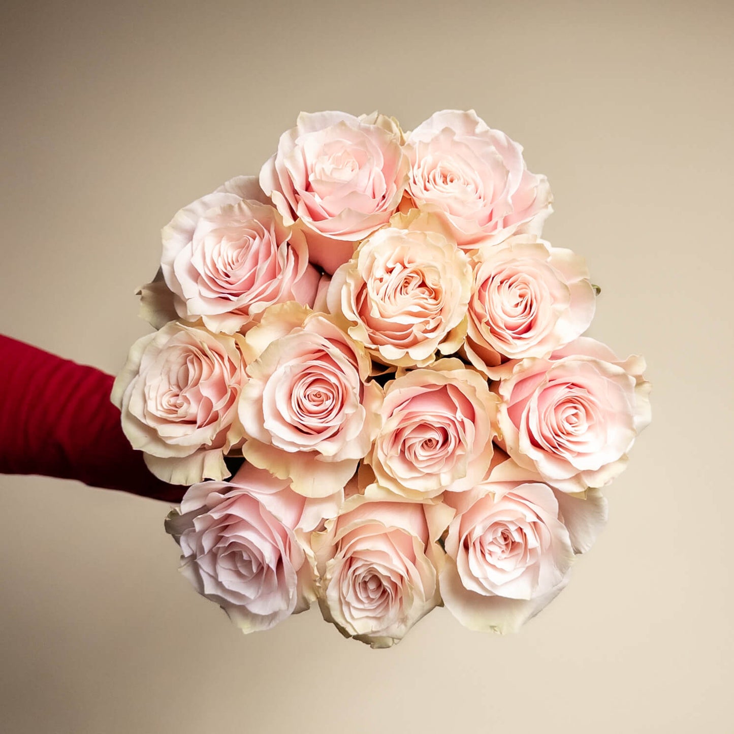 Long Stem Pink Roses (no vase)