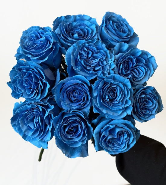 Long Stem Blue Roses (no vase)