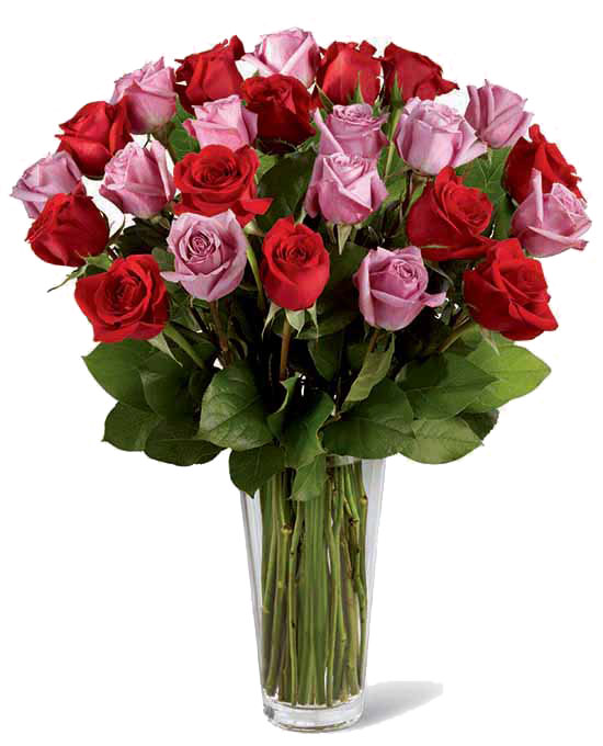 Long Stem Red and Lavender Roses