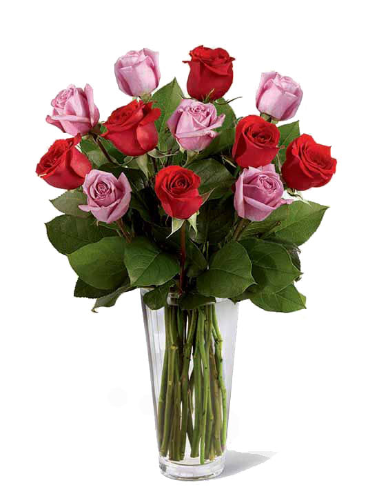 12 Red and Lavender Roses