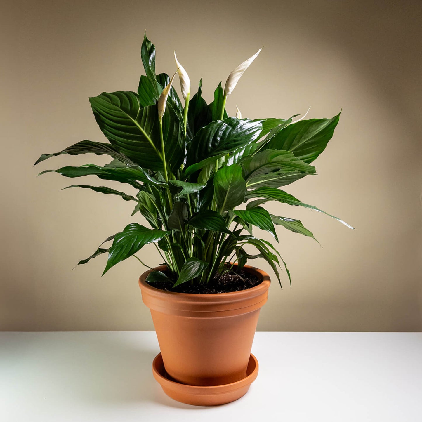 Spathiphyllum tout simplement élégant