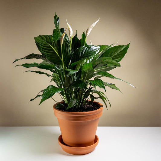 The Simply Elegant Spathiphyllum by TF features glossy green leaves and a single white bloom, presented in an 8" pot on a white surface against a neutral background.