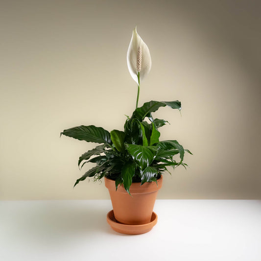 Simply Elegant Spathiphyllum