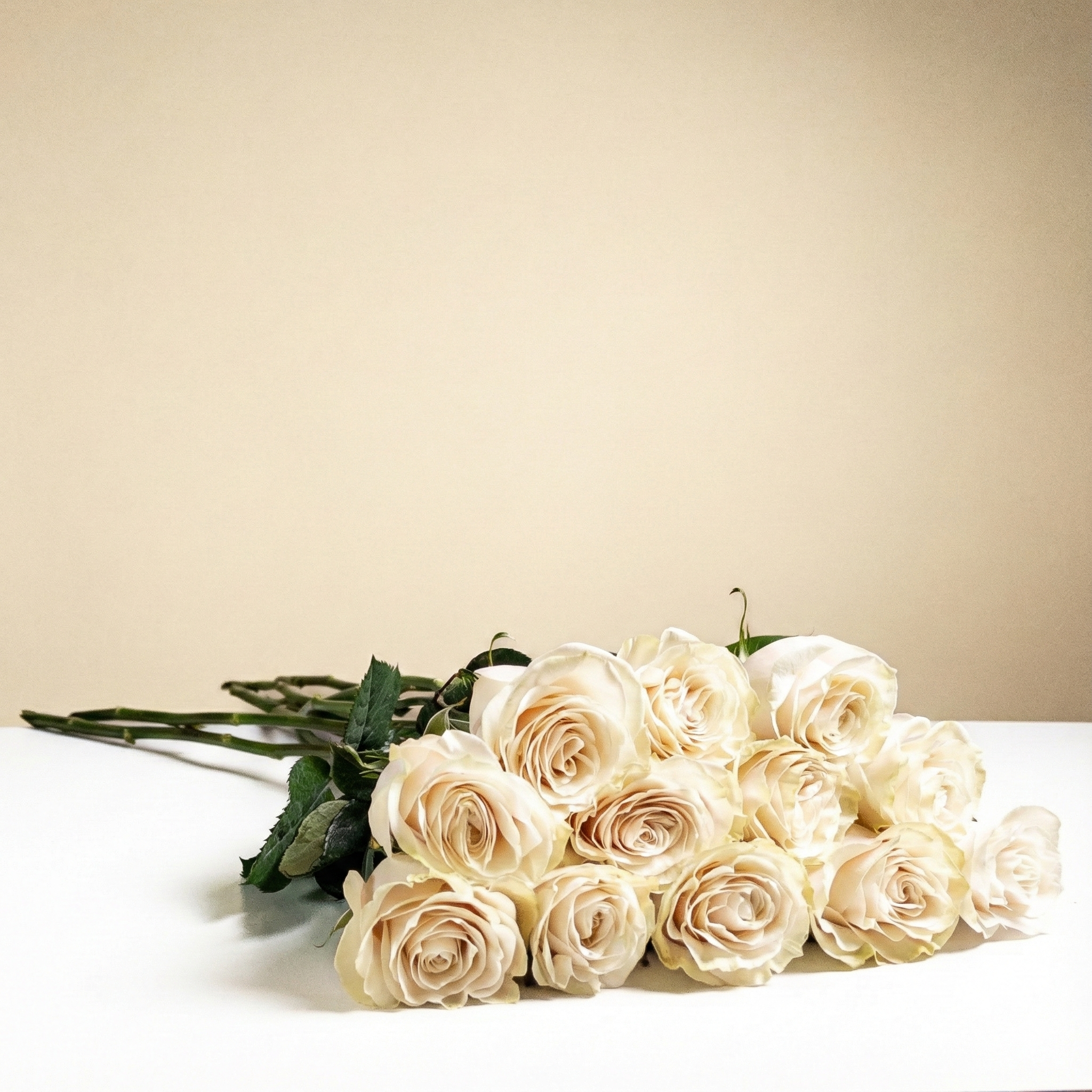 Long Stem White Roses Wrapped – Terrafolia Florist