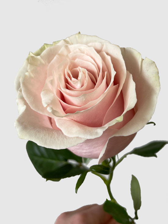 Long Stem Pink Roses - Terrafolia Flowers