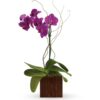 Bamboo Elegance