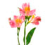 Alstroemeria