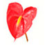 Anthurium