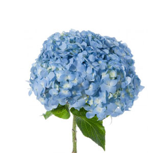 Des hortensia bleu est la couleur du sommeil