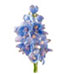 Delphinium