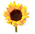 Tournesol