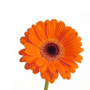 Prevent Allergies with Orange Gerbera