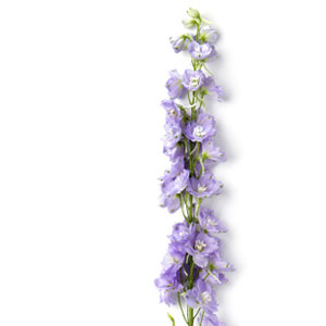 Soulager le stress avec le violet delphinium