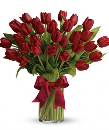 Radiantly Red Tulips-0