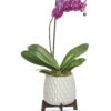 Architectural Orchid Plant
