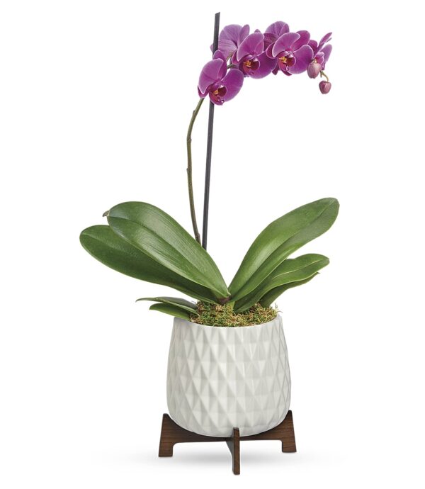 Architectural Orchid Plant